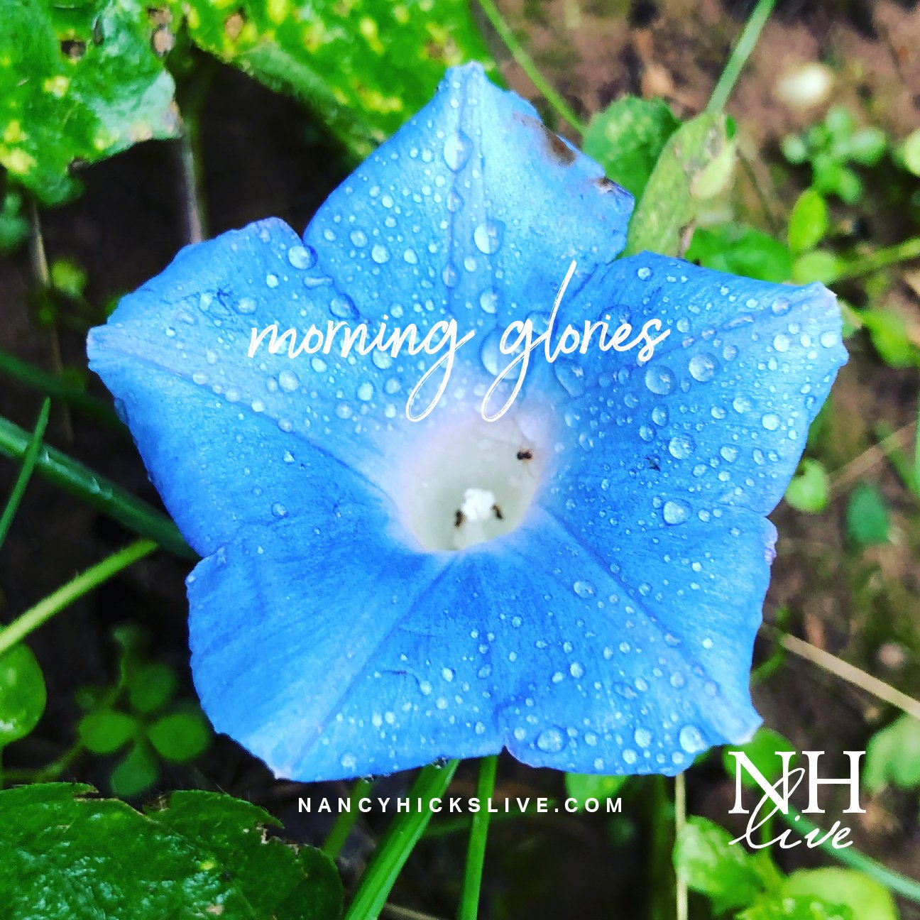 Morning Glories